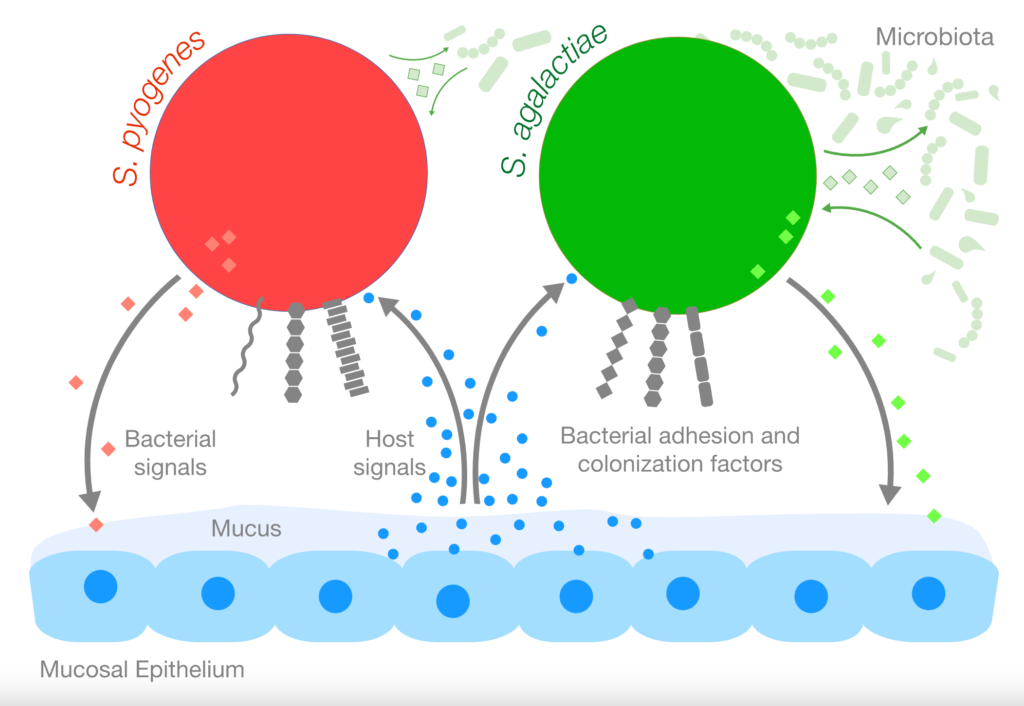 A diagram of the interaction between the host and colonizing bacterial cells.